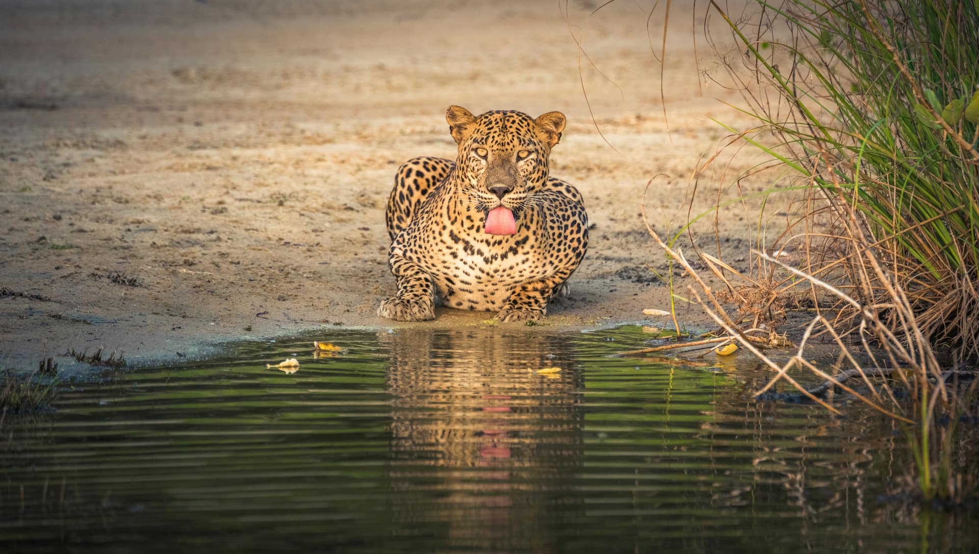 Wilpattu, Northwest Wild, Sri Lanka — Sri Lanka's Northern Wildlife and Wellness Escape